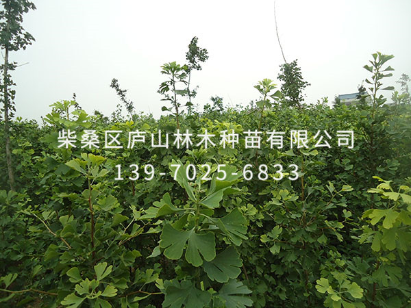 楊樹