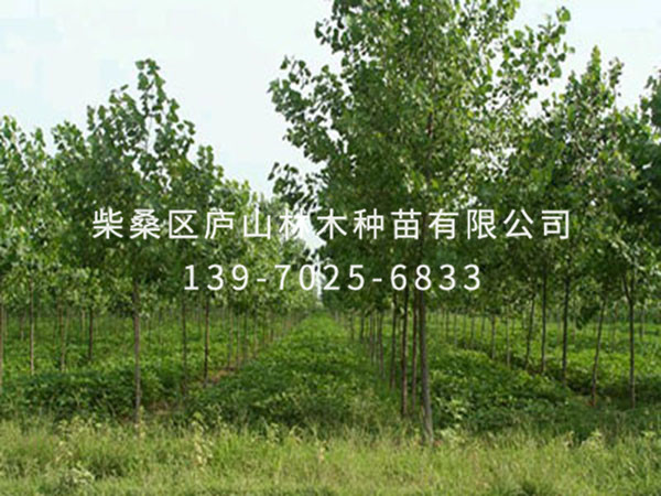 楊樹