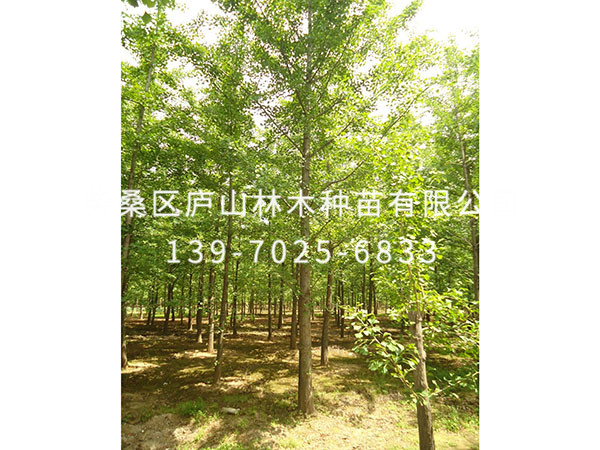 楊樹