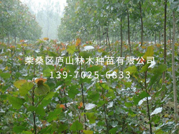 楊樹