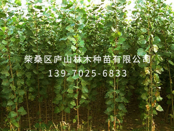 楊樹