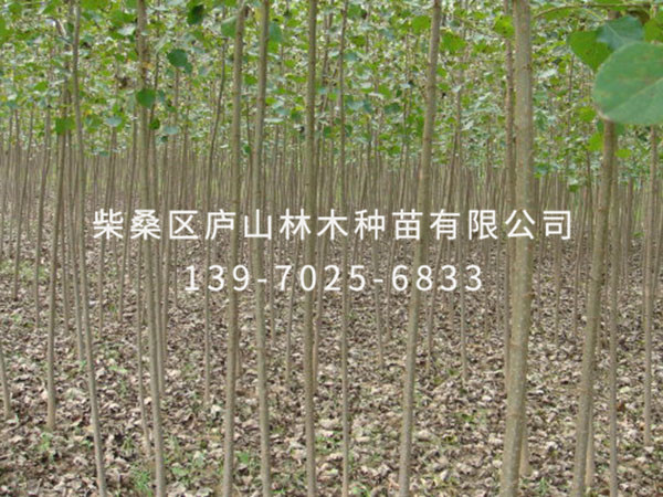 楊樹