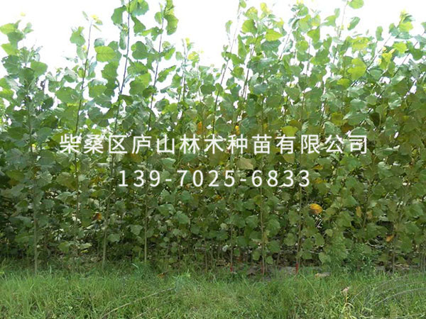 楊樹