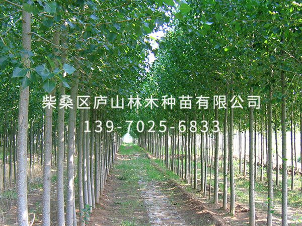 楊樹
