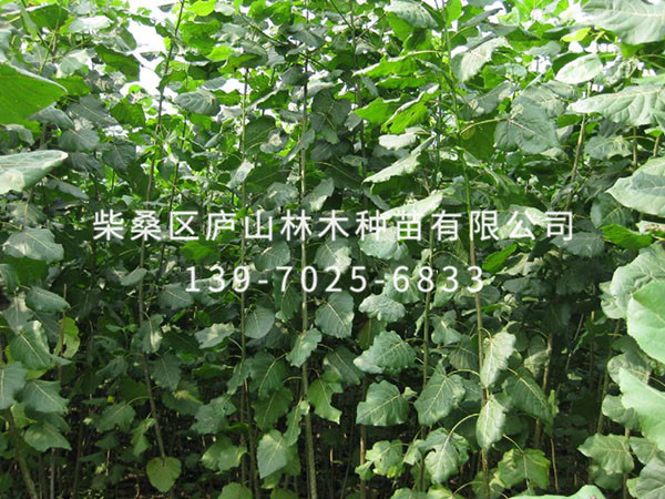 楊樹
