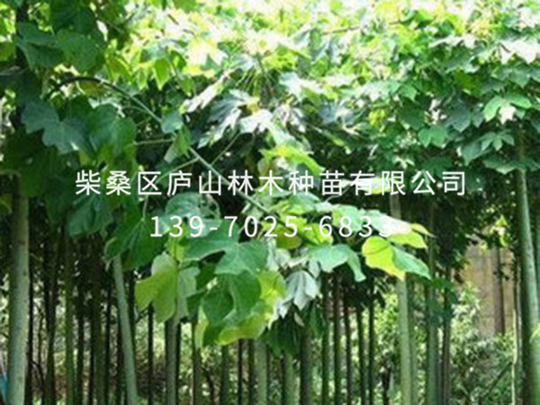 青桐