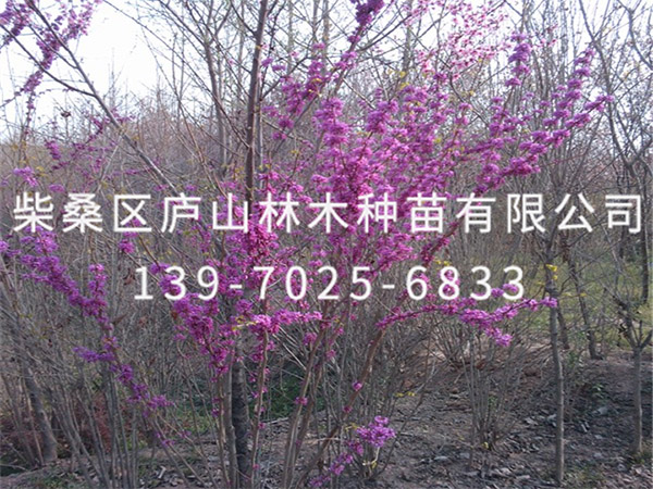 紅葉紫荊