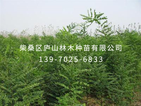 國槐樹