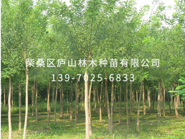 國槐樹