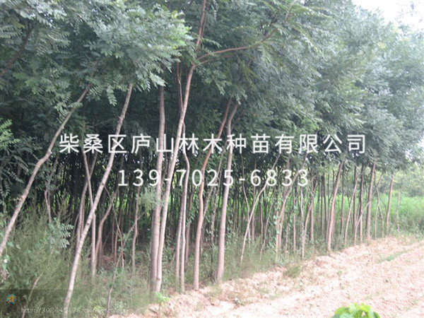 國槐樹