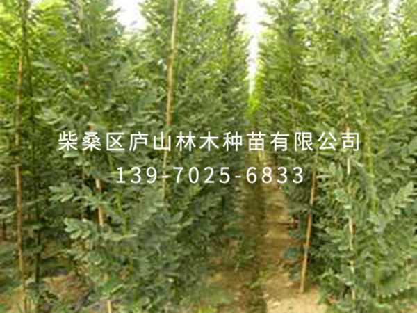 國槐樹