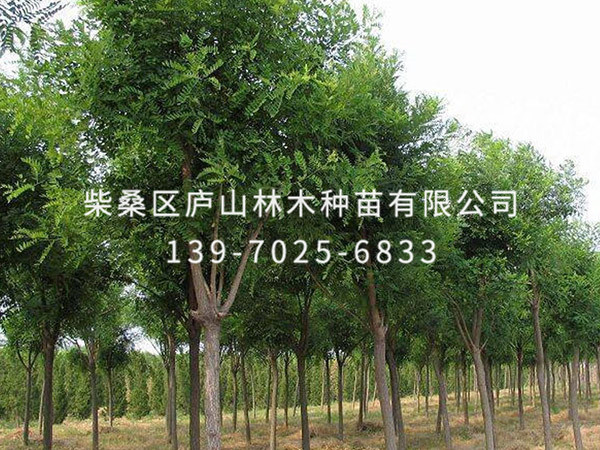 國槐樹