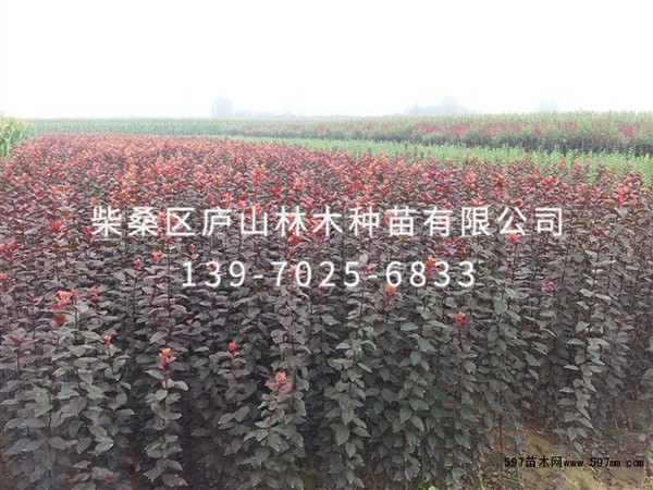 紅葉李