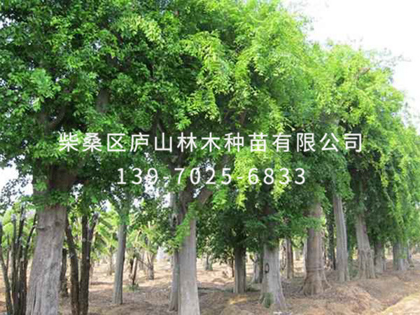 樸樹(shù)
