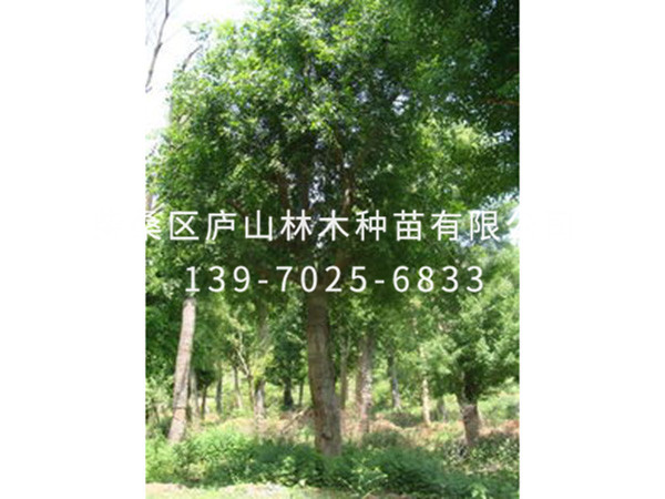 樸樹(shù)