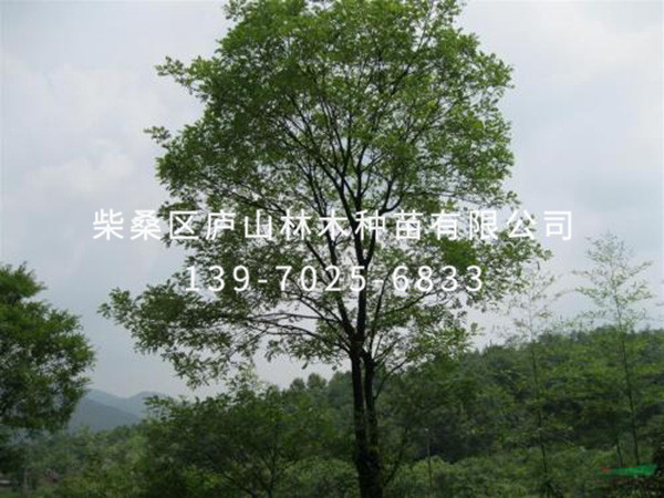 樸樹(shù)