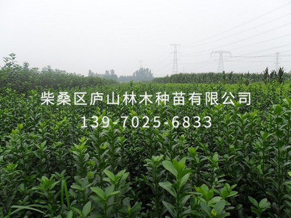 法國(guó)冬青