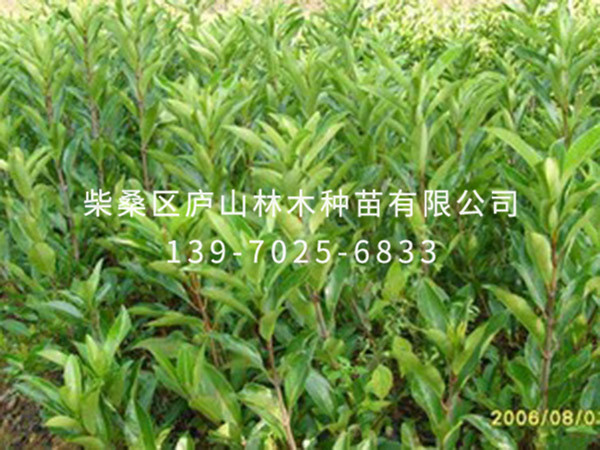 法國(guó)冬青