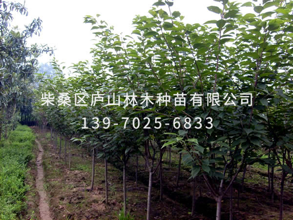 櫻花