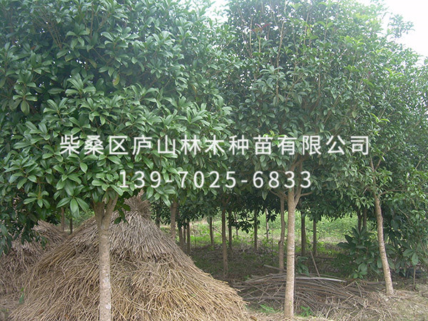 杉木