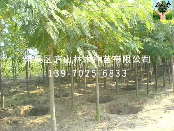 合歡樹