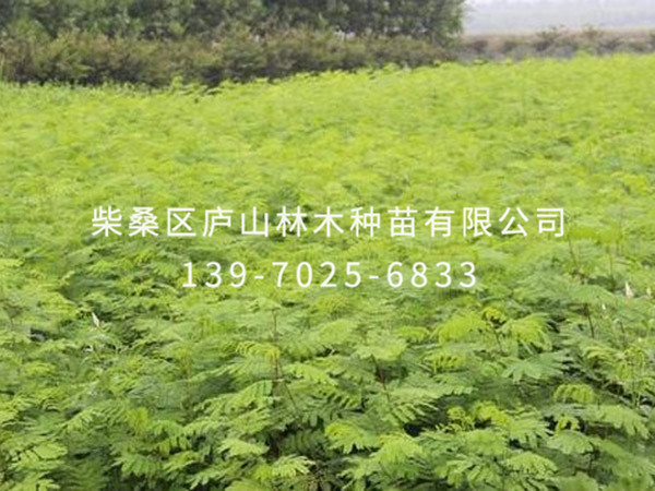 合歡樹