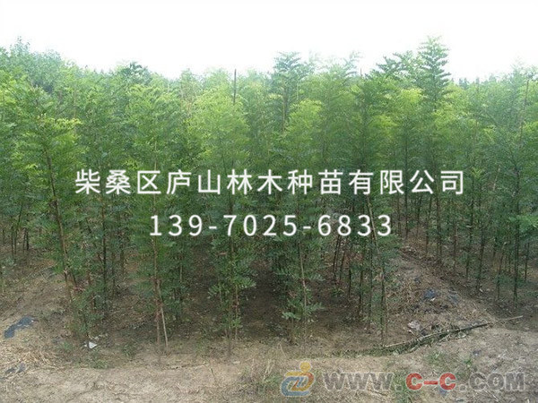 合歡樹
