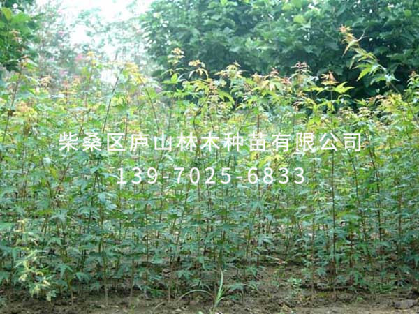 雞爪槭