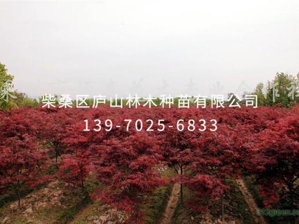 紅楓