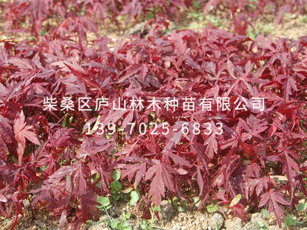 紅楓