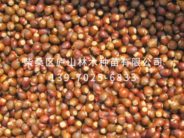 紅豆杉