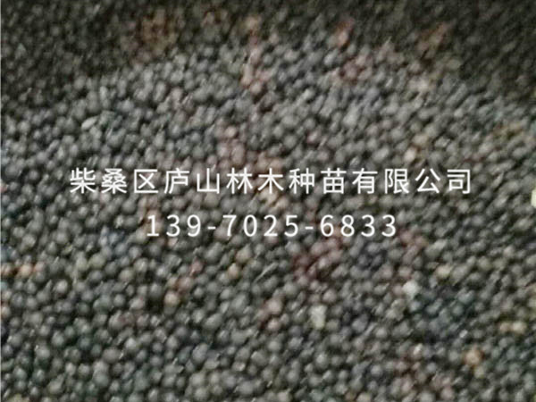 欒樹