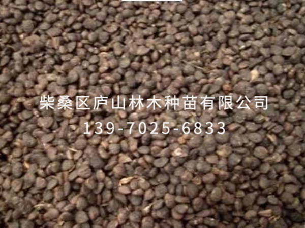 金葉含笑種子