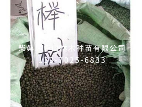 櫸樹種子