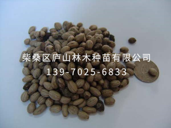藍果樹種子
