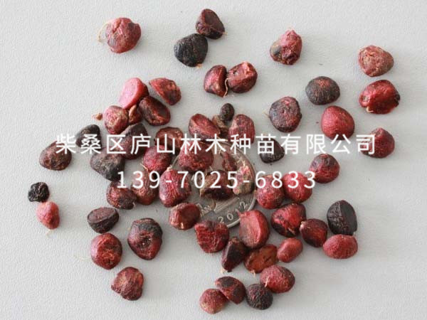 樂昌含笑