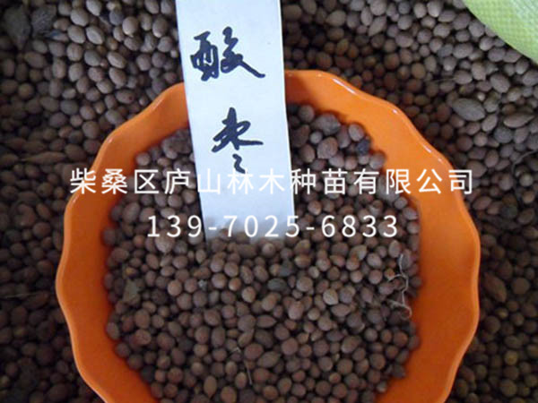 酸棗種子