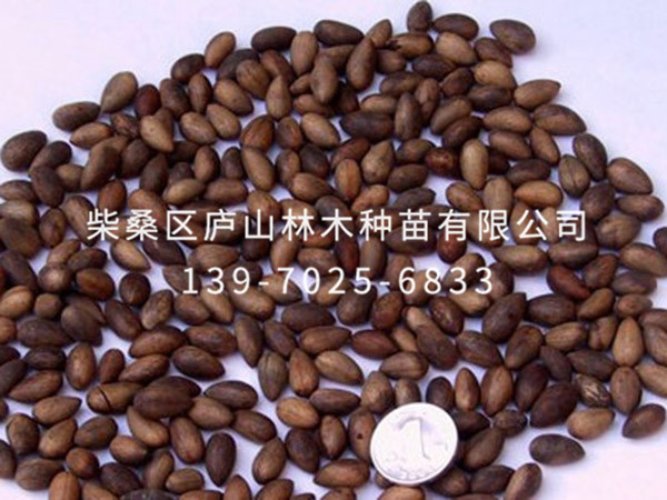 香花槐種子