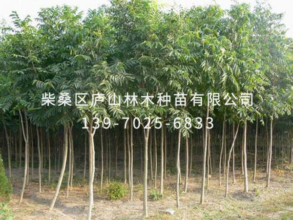 無(wú)患子