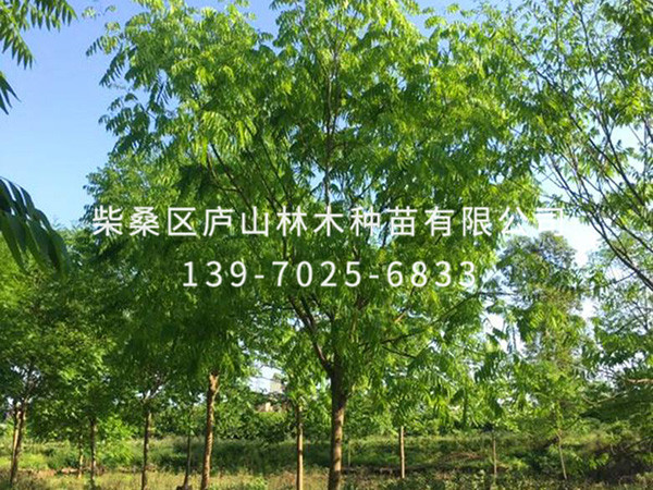 無(wú)患子