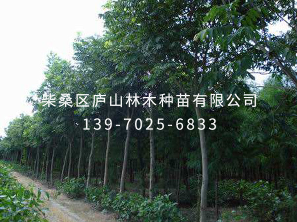無(wú)患子