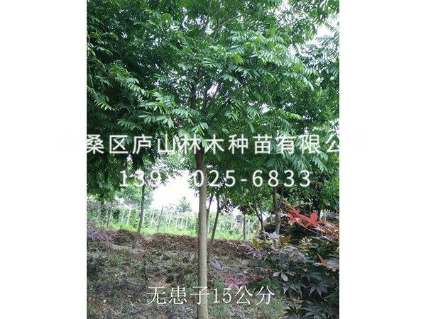 無(wú)患子