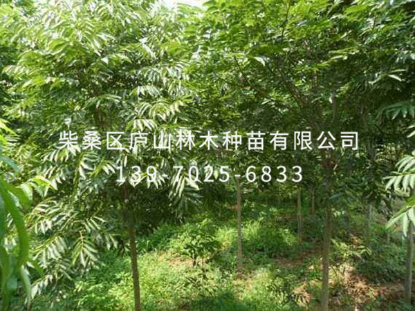 無(wú)患子