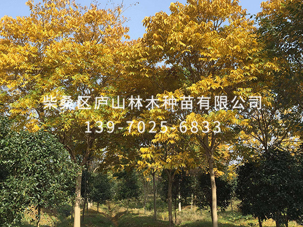 無(wú)患子