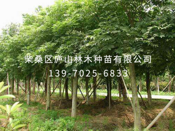 無(wú)患子