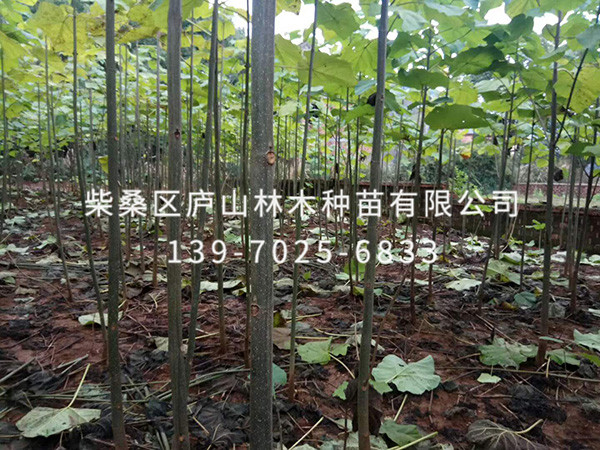 泡桐