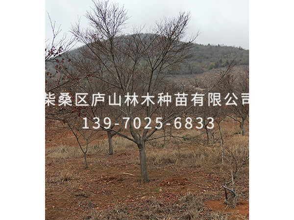 紅楓
