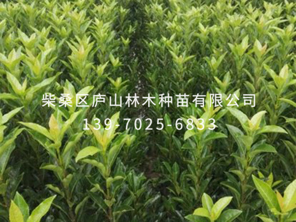 法國(guó)冬青