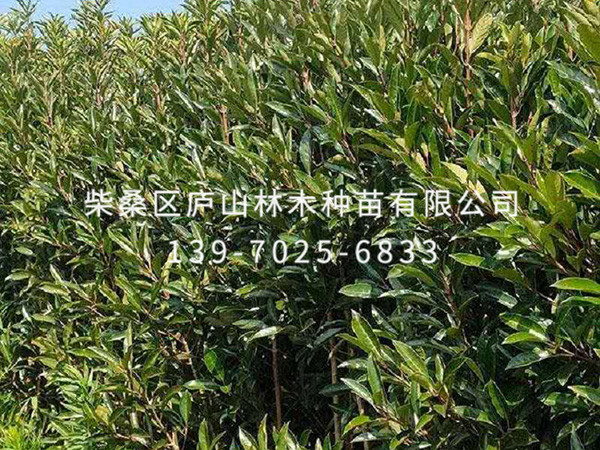 法國(guó)冬青