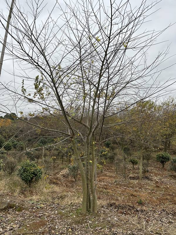 叢生樸樹(shù)
